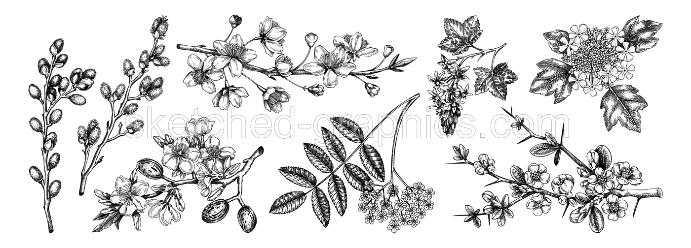 Flowering branches vintage collection. Cherry, almond, willow, rowan, currant, japanese quince, guelder rose in flowers sketches. Botanical vector illustrations of spring trees isolated on white  Illustration